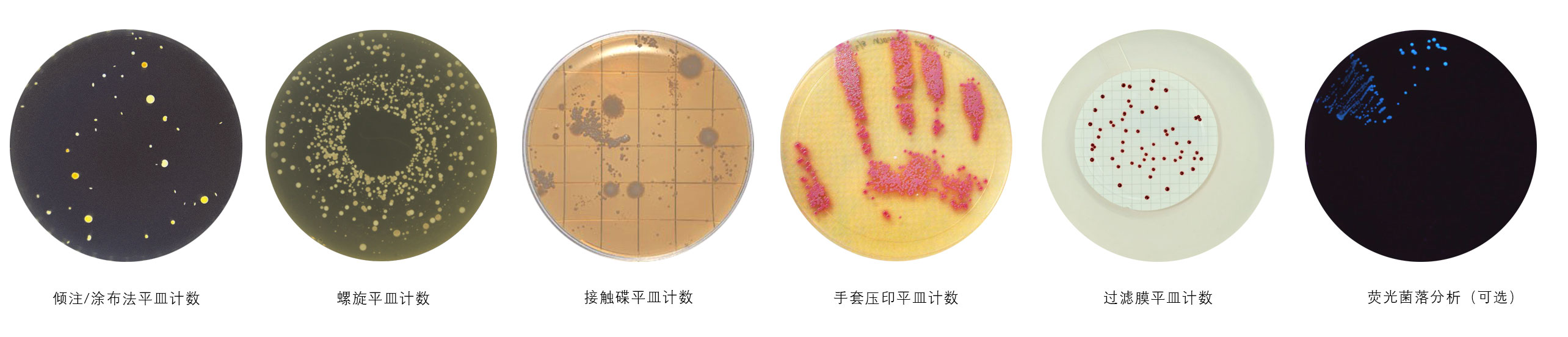 ICON 自动菌落计数仪规格图